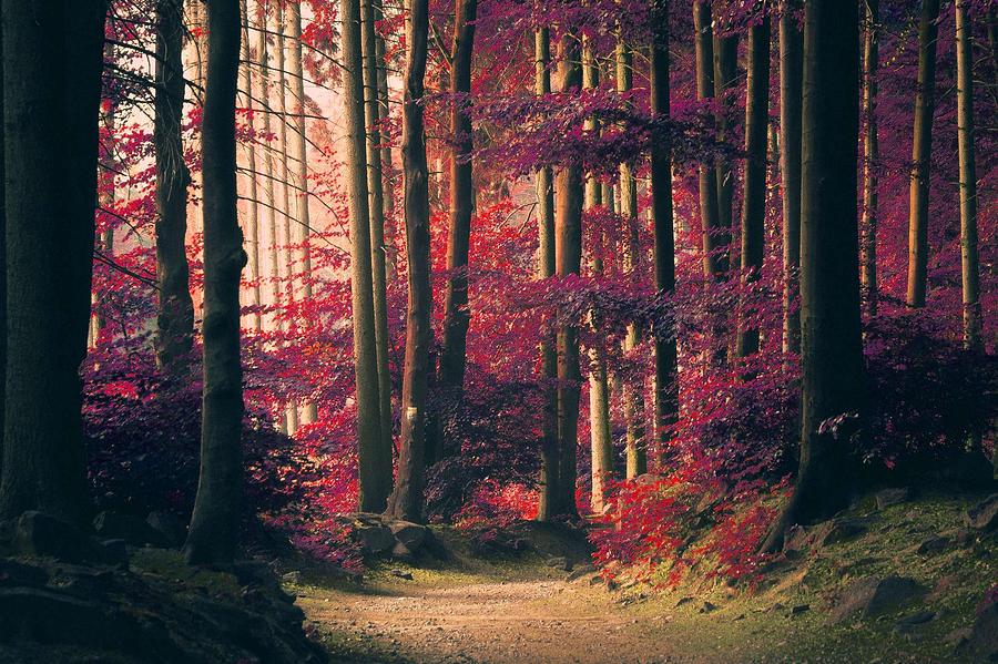Red Forest Painting by Celestial Images