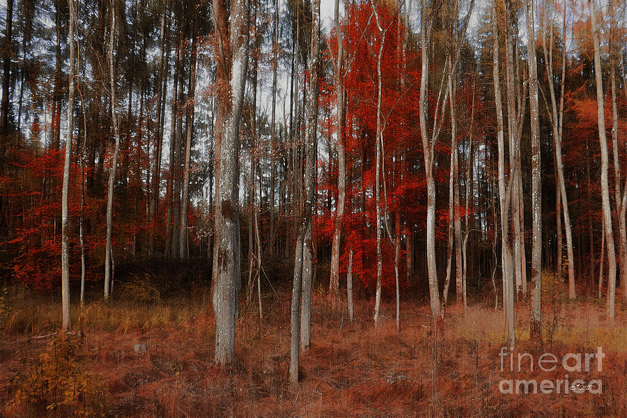 Red Forest Photograph by Jutta Maria Pusl
