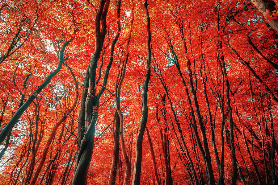 Red Forest Of Sunlight Photograph