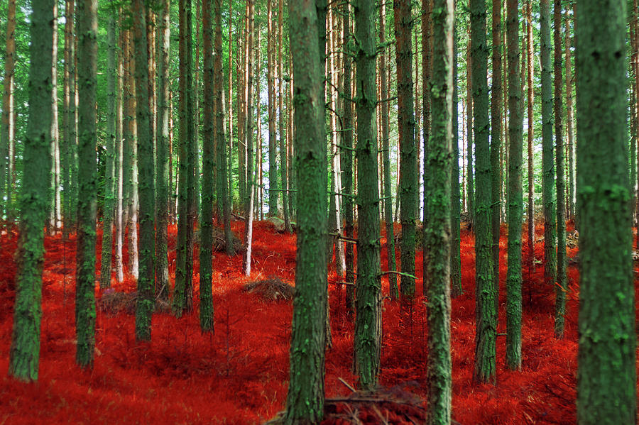 Tree Photograph - Red Forests  by Violet Gray