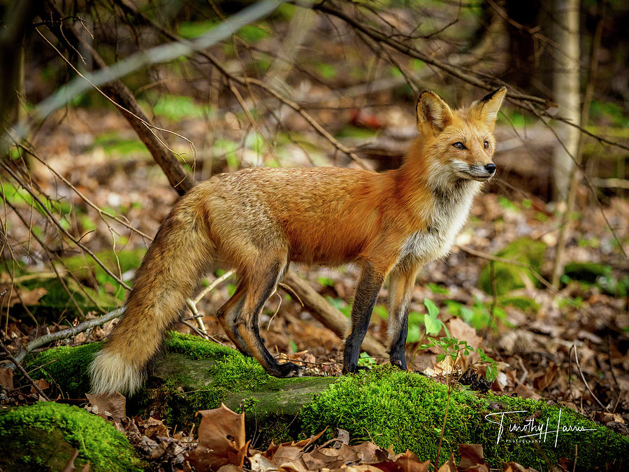 Red Fox #1 Photograph by Timothy Harris