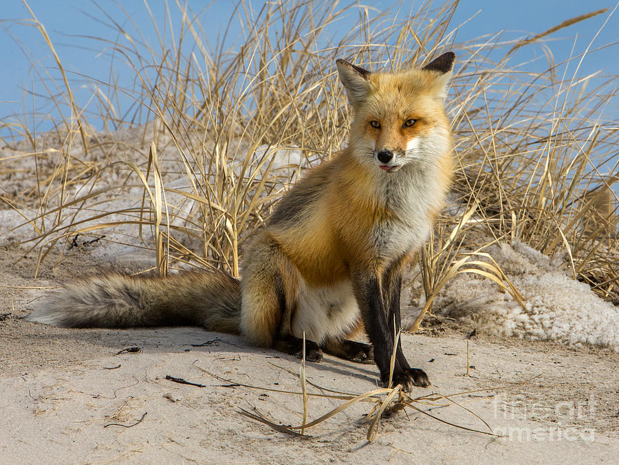 Nature Photograph - Red Fox 2 by Jerry Fornarotto