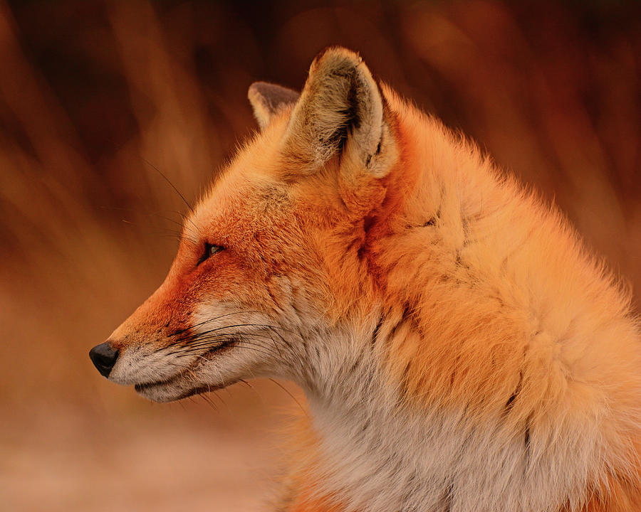 Red Fox 2 Photograph by Raymond Salani III