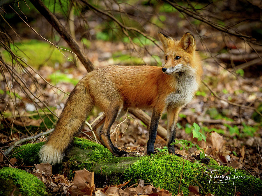 Red Fox #2 by Timothy Harris Red Fox #2 by Timothy Harris