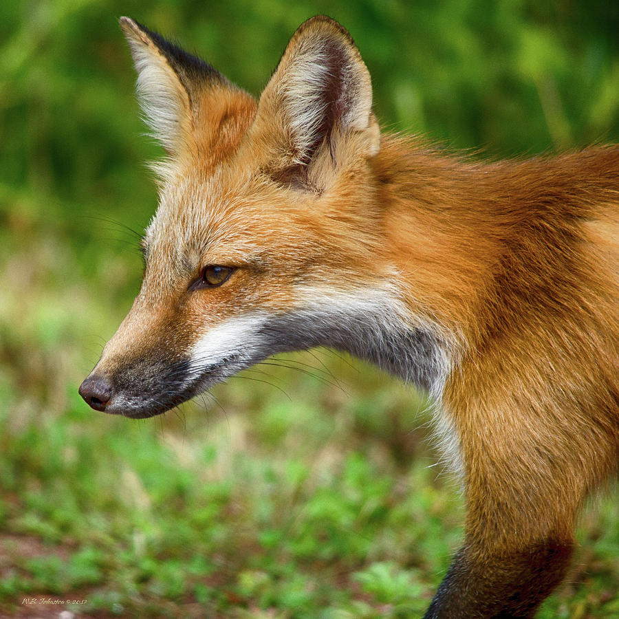 Red Fox 2 Photograph by WB Johnston