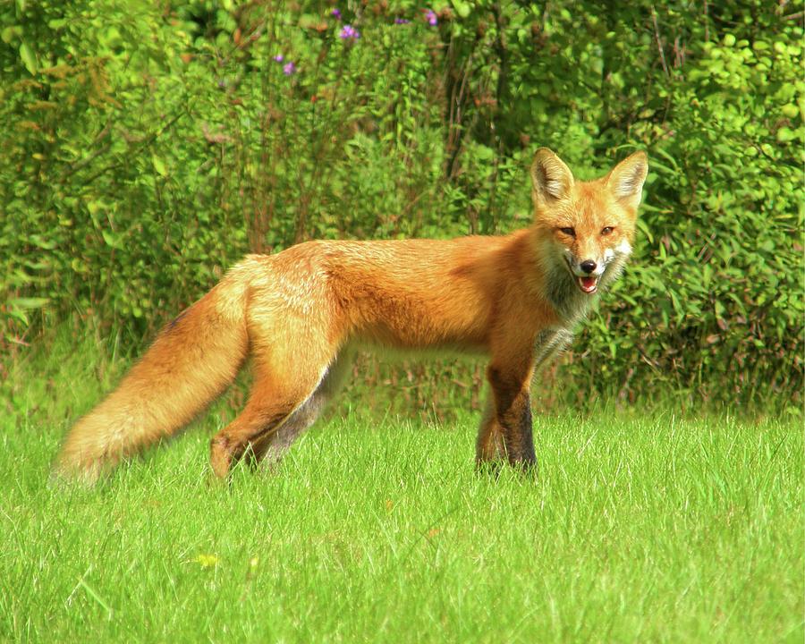 Red Fox 3 Photograph by Thomas Milbrath - Fine Art America