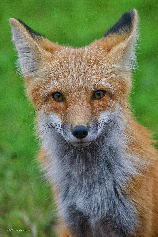 Red Fox 3 Photograph by WB Johnston