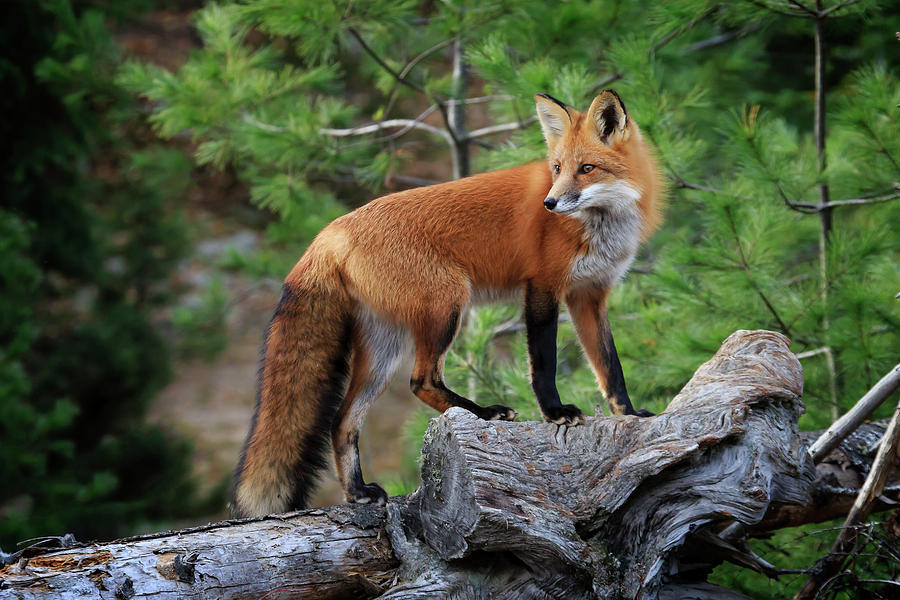 Red Fox 4 Photograph by Gary Hall