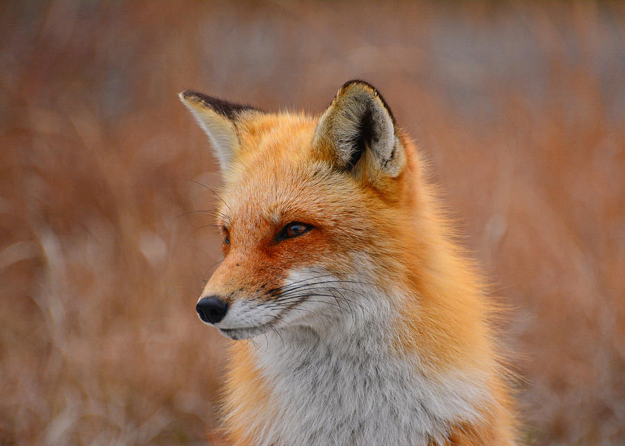 Red Fox 4 Photograph by Raymond Salani III