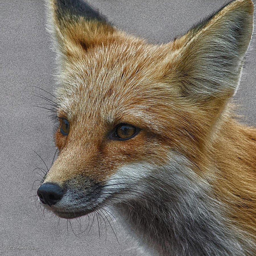 Red Fox 4 Photograph by WB Johnston