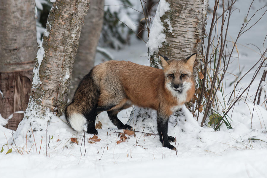 Red Fox 6975 Photograph by Teresa Wilson - Fine Art America