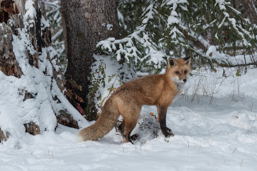 Red Fox 7089  Photograph by Teresa Wilson