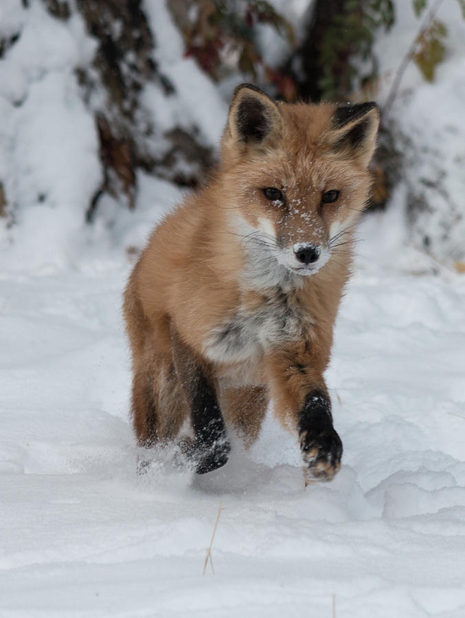 Red Fox 7130 Photograph by Teresa Wilson