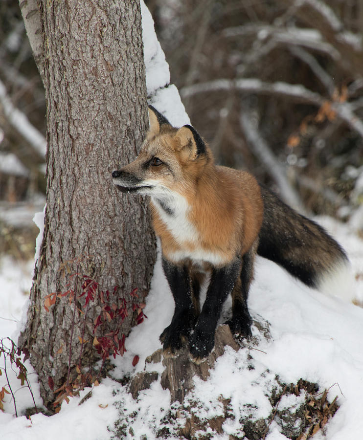 Red Fox 9466 Photograph by Teresa Wilson