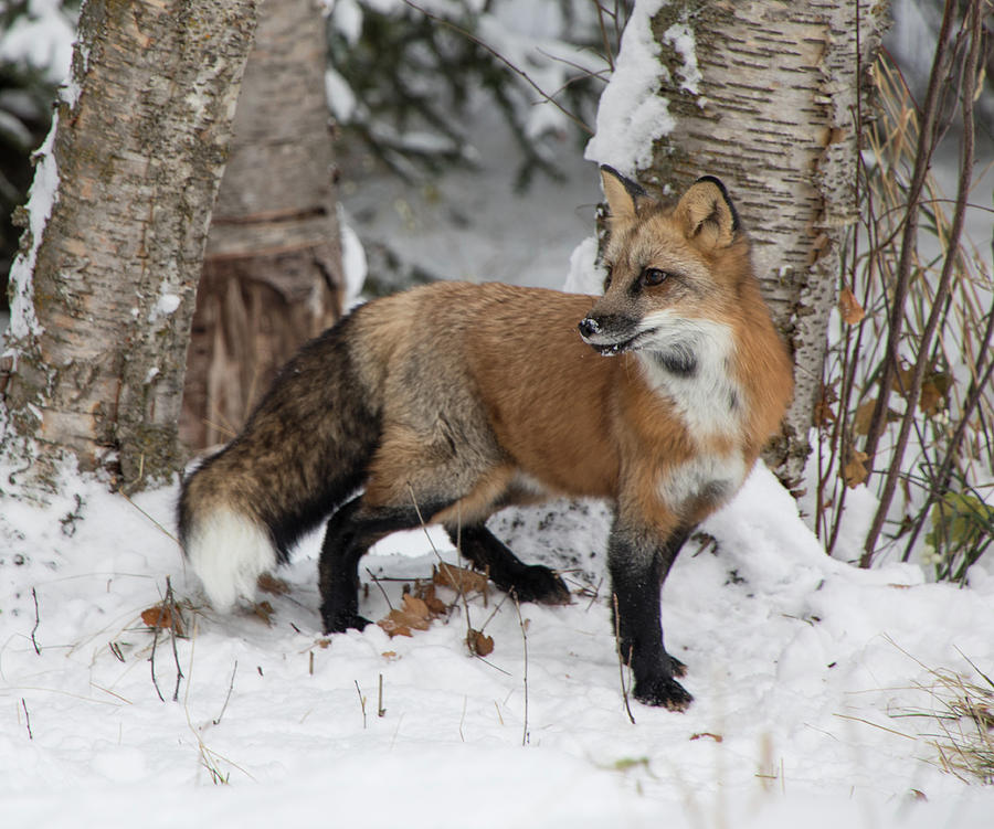 Red Fox 9548 Photograph by Teresa Wilson
