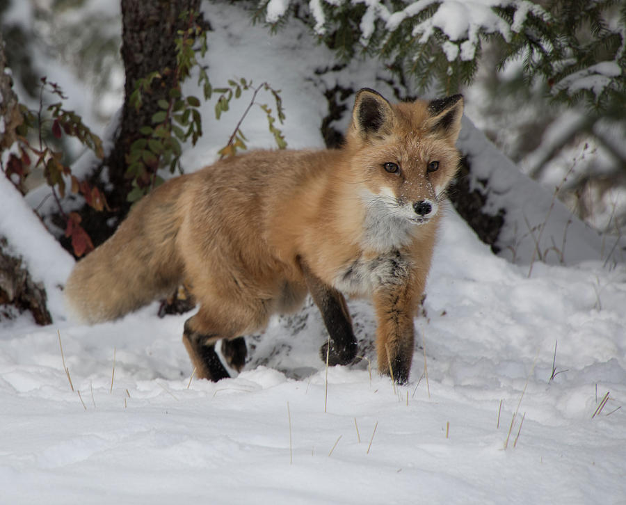 Red Fox 9611 Photograph by Teresa Wilson