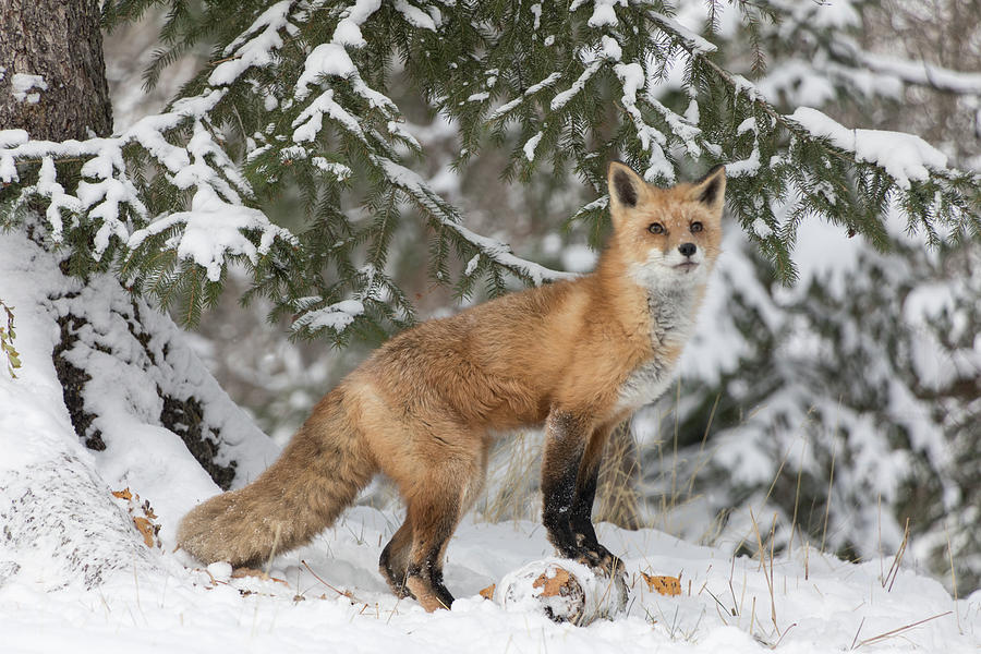 Red Fox 9661  Photograph by Teresa Wilson