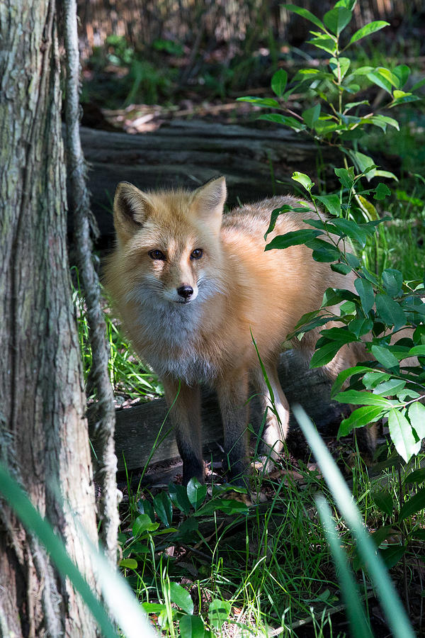 Red Fox Photograph by Allan Morrison