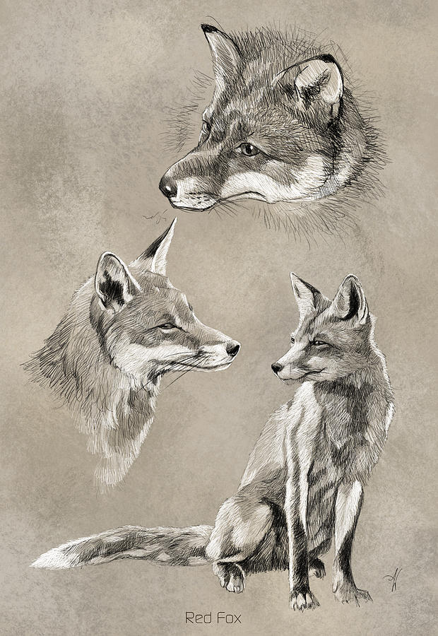 Red Fox Digital Art by Arie Van der Wijst