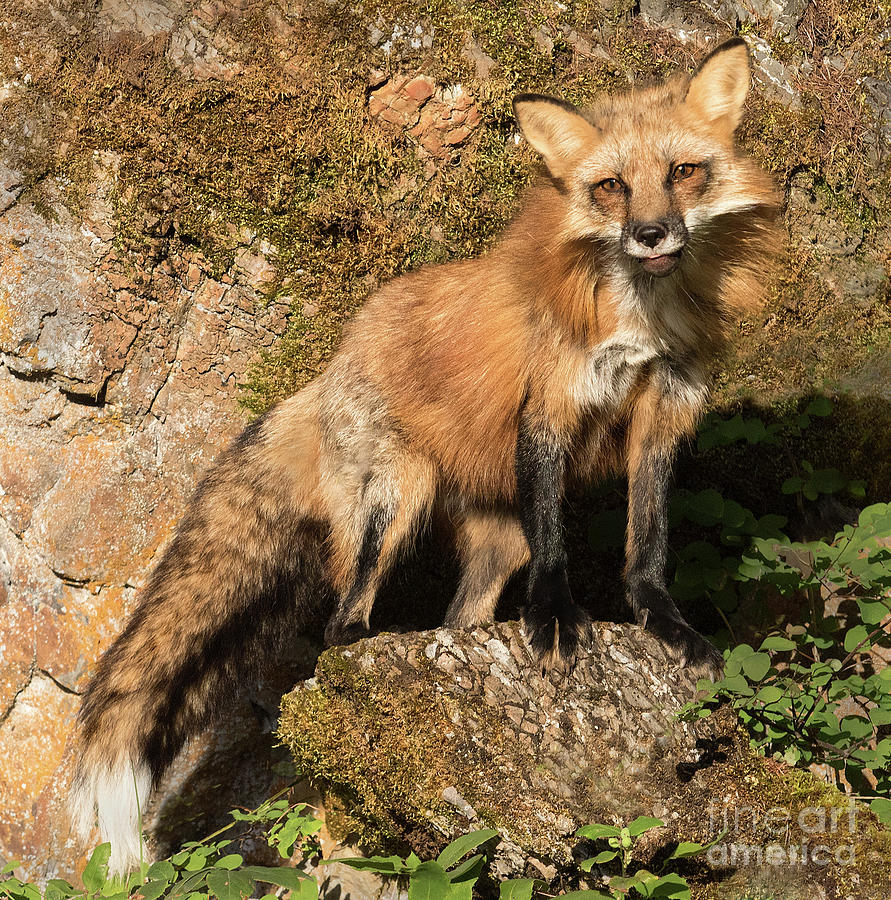 Red Fox Photograph by Art Cole