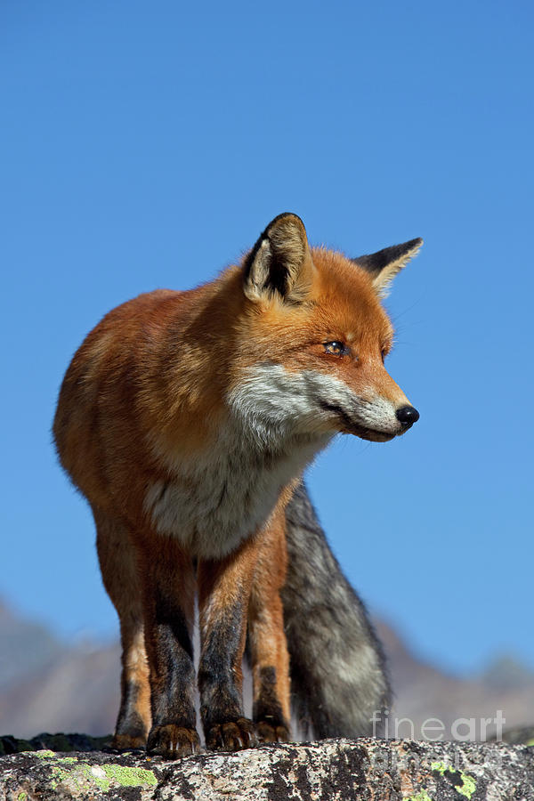 Red Fox Photograph by Arterra Picture Library