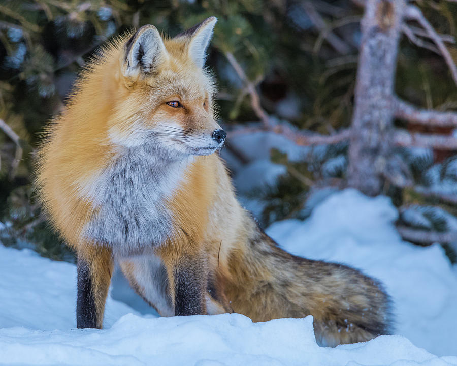 Red Fox At Dawn In Winter Photograph by Yeates Photography