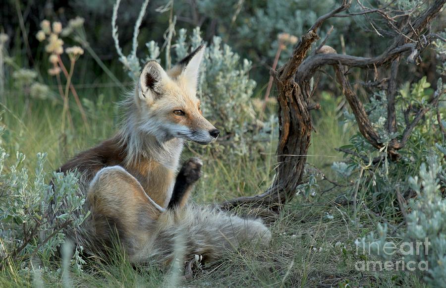 Red Fox At Dusk Photograph by Adam Jewell