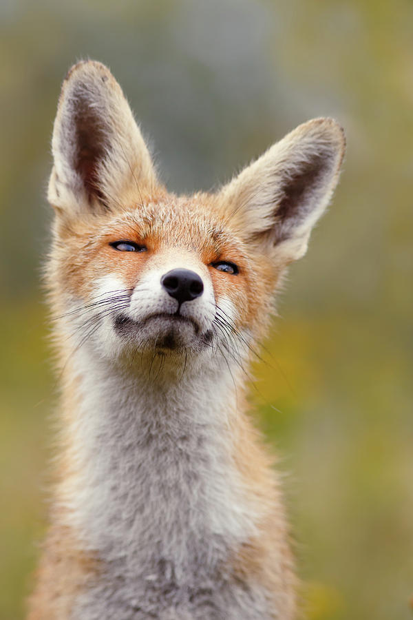 Red Fox at Ease Photograph by Roeselien Raimond - Fine Art America