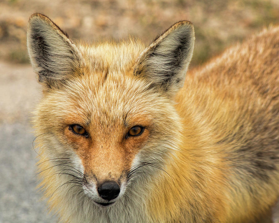 Wildlife Photograph - Red Fox At Island Beach by Kristia Adams