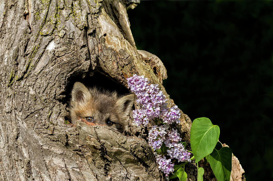 Wildlife Photograph - Red Fox Baby by Lindley Johnson