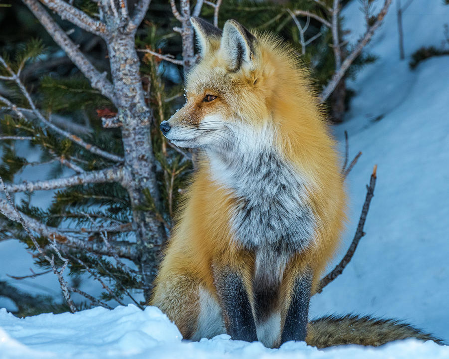 Red Fox Beauty From The Forest Photograph by Yeates Photography