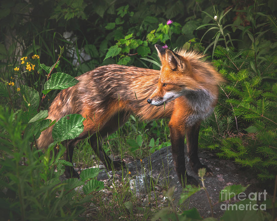 Red Fox  Photograph by Benjamin Williamson