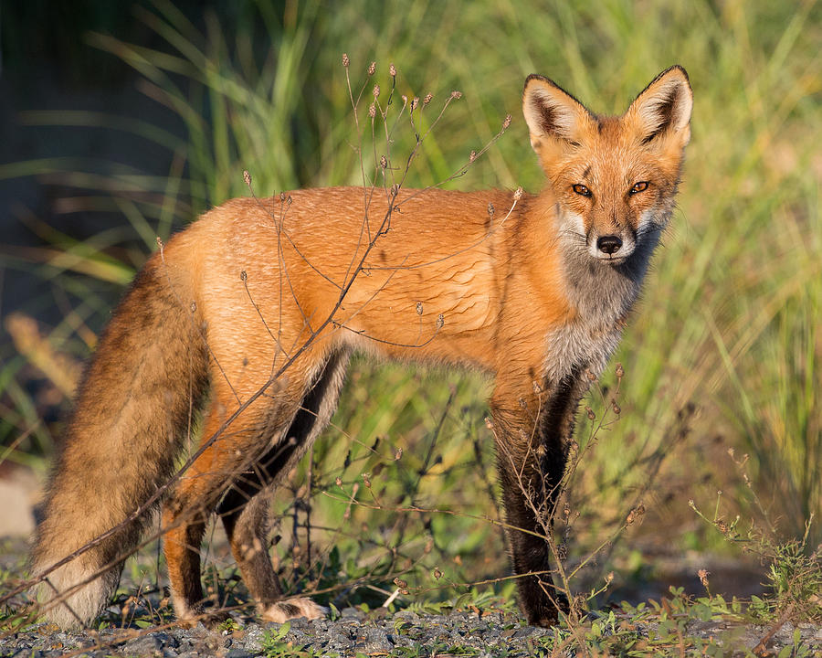 Red Fox Photograph by Bill Wakeley
