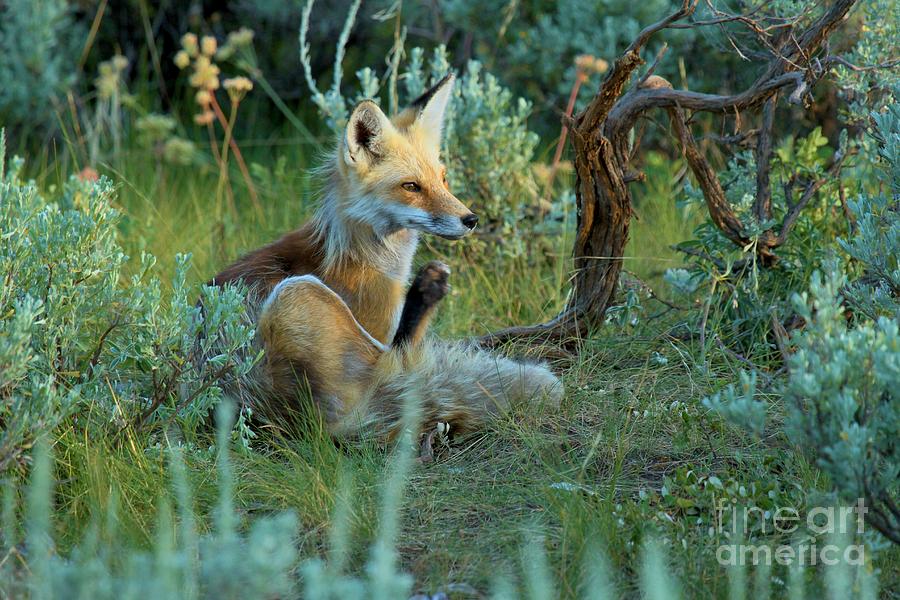 Red Fox Camoflage Photograph by Adam Jewell