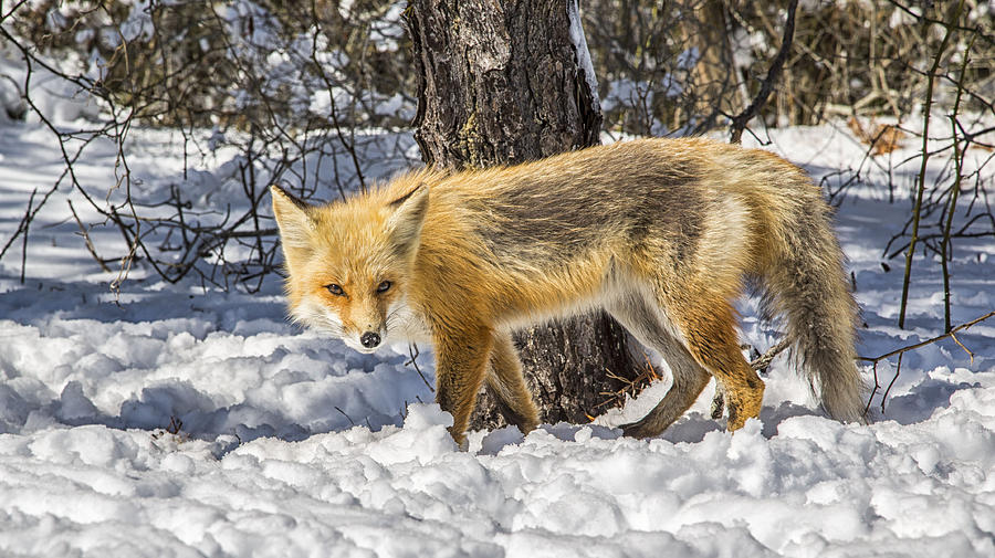 Red fox  Photograph by Charles Aitken
