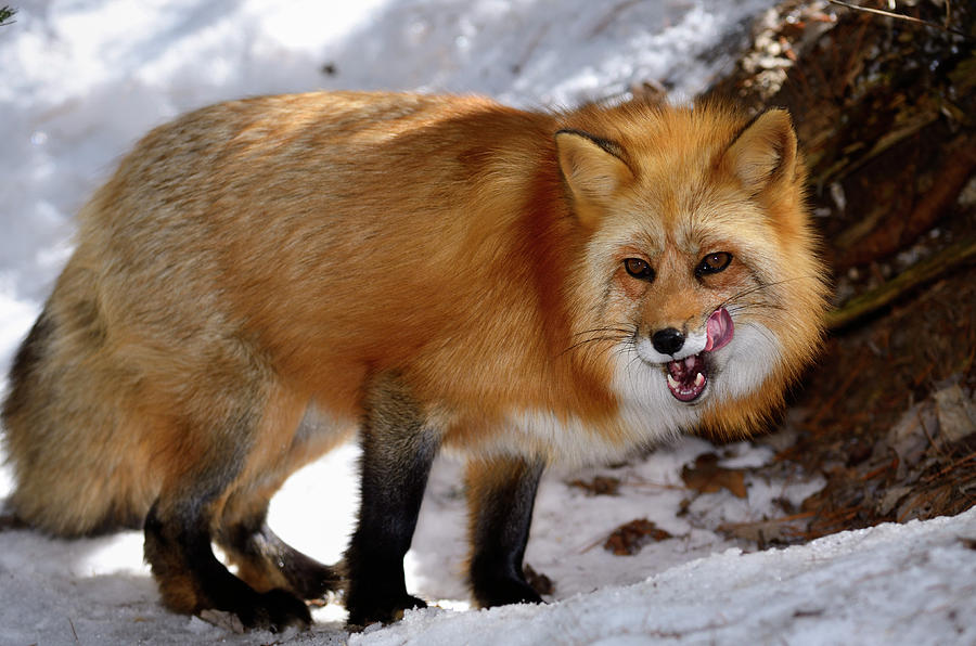 Fox Red fox animal in the forest sitting and licking its paw in