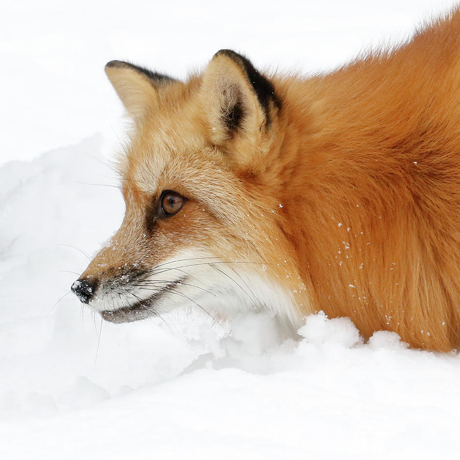 Red Fox Close Up Photograph by Steve McKinzie