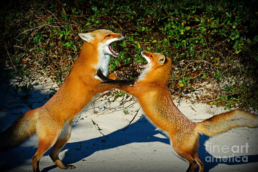 Red Fox Courtship Photograph by Paul Ward