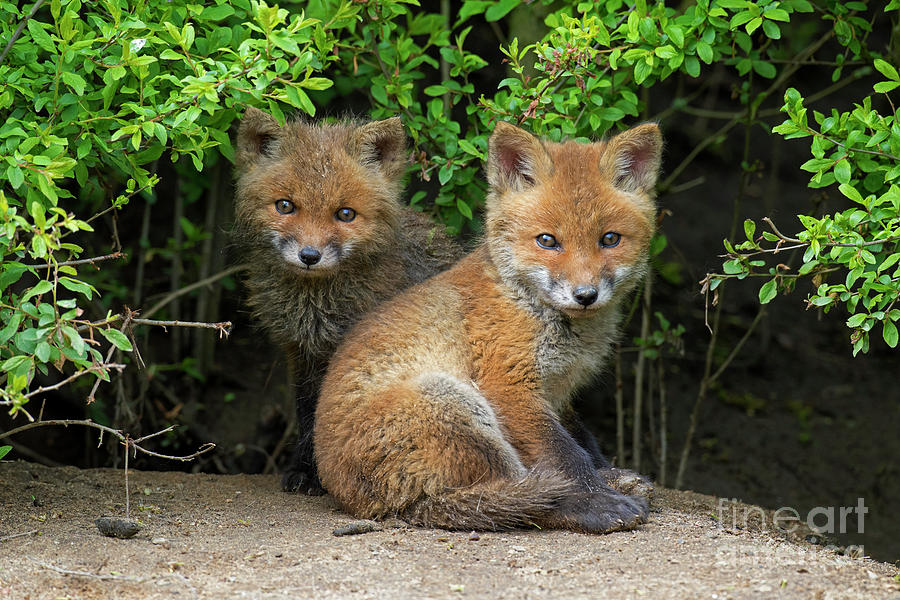 Red Fox Cubs Photograph by Arterra Picture Library