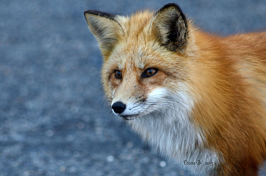 Red Fox Photograph by Diane Giurco