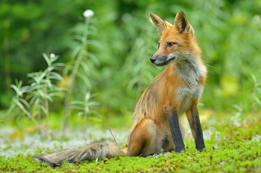 Red Fox Photograph by Dominic Roy | Fine Art America