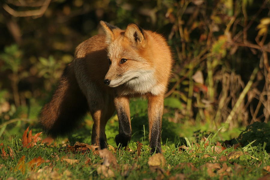 Red Fox Photograph by Doris Potter