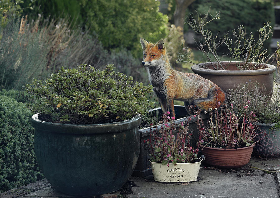 London Photograph - Red Fox by Edmund Hall