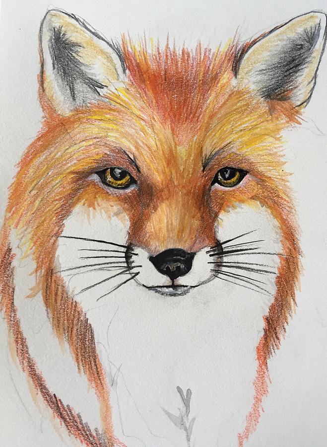 Red Fox Drawing By Emily Owen Pixels