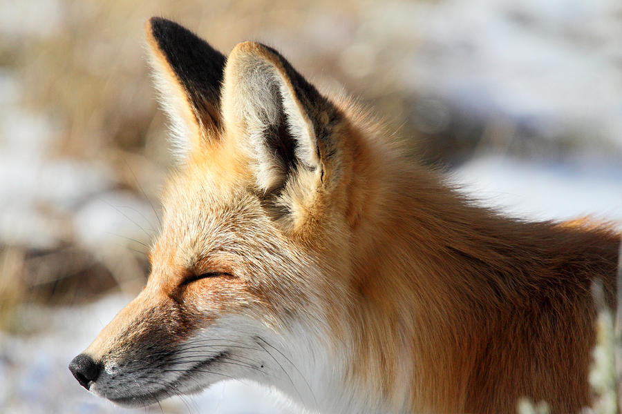 Red fox enjoying the  warm sunlight Photograph by Pierre Leclerc Photography