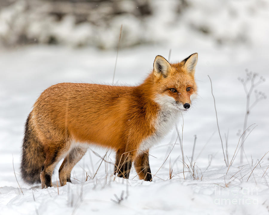 Проект red fox