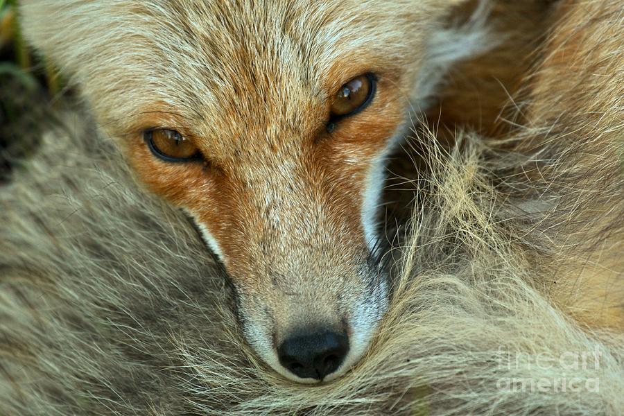Red Fox Eyes Photograph by Adam Jewell
