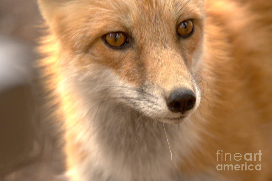 Red Fox Face Up Close Photograph by Adam Jewell