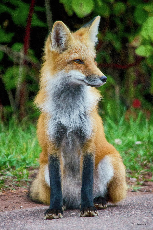 Red Fox Five Photograph by WB Johnston