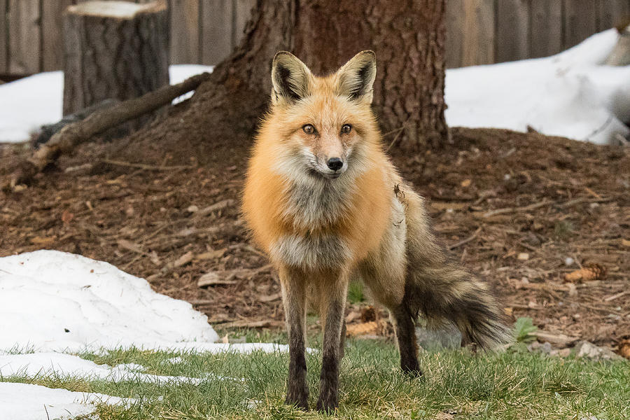 Red Fox Focuses its Stare Photograph by Tony Hake